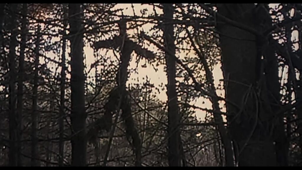Donker bos met kale bomen tegen een lichte hemel in de trailer van The Blair Witch Project