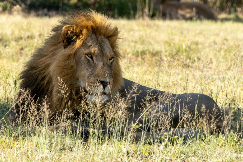 Een mannetjesleeuw met volle manen, het dier dat Aslan in Narnia is